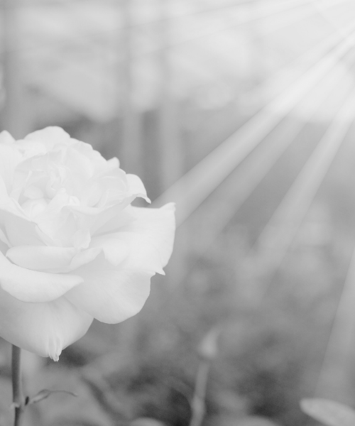 Graveside Visit by Celebrant - White Roses